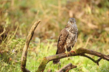 Birds of prey - Young northern goshawk (Accipiter gentilis). Wildlife scenery, Slovakia, Europe.