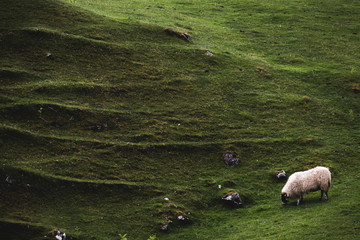 A sheep grazes beside one of the mounds in Fairy Glen, Isle of Skye, Scotland, with distinctive ridges and markings in the earth