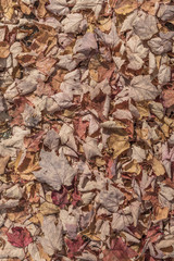 indian summer impressions at the white Mountains in New Hampshire