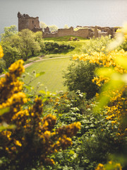 Urquhart Castle, located on the shores of Loch Ness, on a sunny warm spring day with bright yellow flowers in the foreground