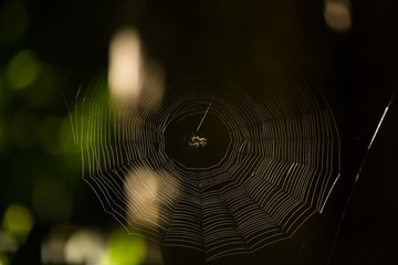 A spider at the center of the web 