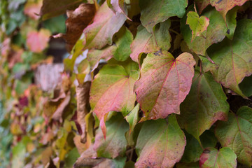 Ivy growing on a wall
