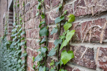 Ivy growing on a wall