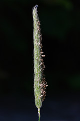 Alopecurus myosuroides