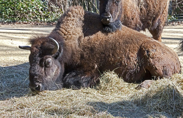 Bison male. Latin name - Bison bison