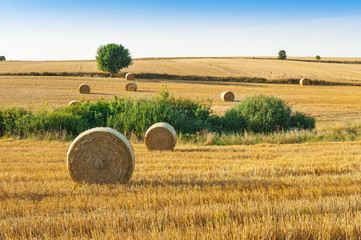 Straw rolls