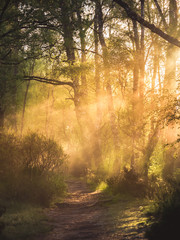 early morning rays of sun shine through the trees and mist onto a path in the forest