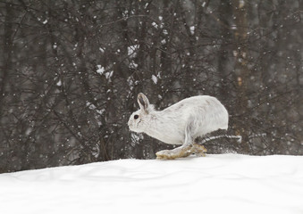 Obraz premium Snowshoe hare or Varying hare (Lepus americanus) running in the falling snow in Canada
