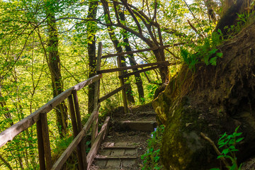 Obraz premium Wooden stairs and thicket in the park Berendeyevo Tsarstvo in sunny summer day, Sochi, Russia