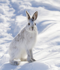 Fototapeta premium Snowshoe hare or Varying hare (Lepus americanus) closeup in winter in Canada