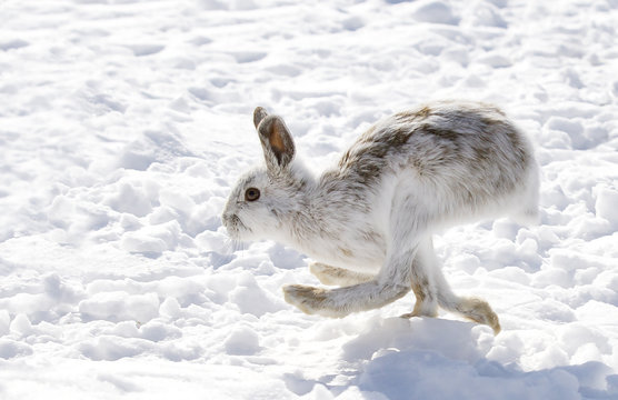 Snowshoe hare or Varying hare (Lepus americanus) running in winter snow in Canada