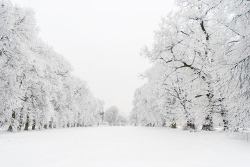 Snowy trees in calm winter day