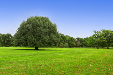 Meadow and big green tree