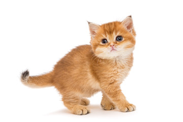 Little orange kitten of the British breed