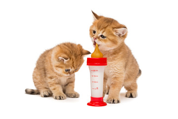 Two little red kitten and bottle of milk