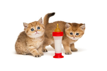 Two little red kitten and bottle of milk