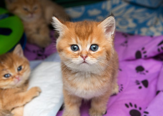 Two red little kittens