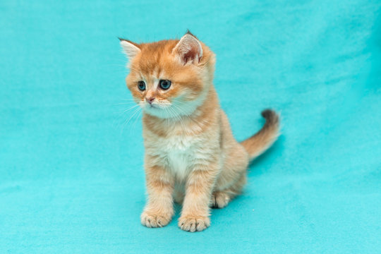 Little red kitten of breed British