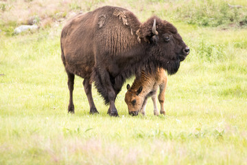 Bison and her calf