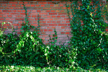Overgrown brick wall