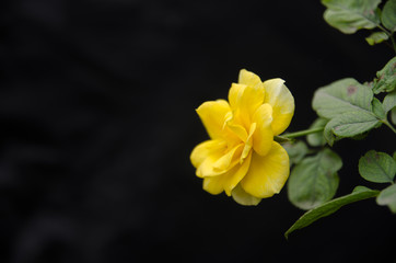 Obraz na płótnie Canvas A Yellow Rose with a Black Background