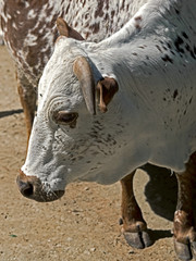 Zebu nano in its enclosure