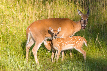 Mamma Deer and her babies