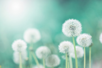 White fluffy dandelions, natural green blurred spring background, selective focus - obrazy, fototapety, plakaty