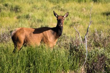 Looking Elk