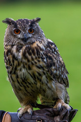 Eagle owl