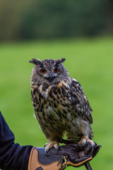 Eagle owl