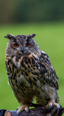 Eagle owl
