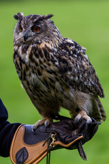 Eagle owl