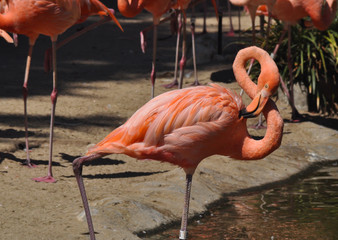 Flamingo standing in the water