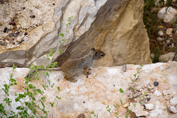 Squirrel Looking into Grand Canyon