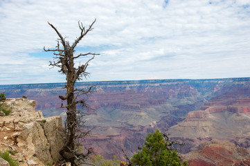 Bare tree over Grand Canyon growing from limestone rock