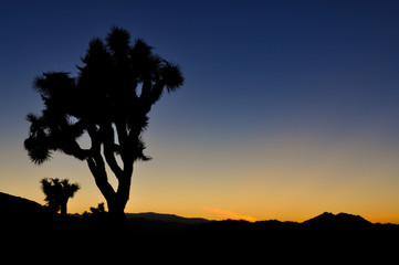 Sunset in the Joshua Tree National Park