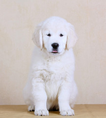 A puppy of a golden retriever breed sits on a beige background. A dog is posing in the studio. Portrait of a pet with white hair. Vertical image.