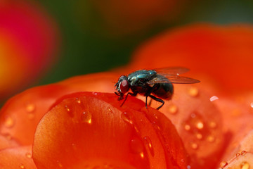 A Housefly