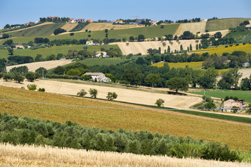 Fototapeta na wymiar Rural landscape near Recanati (Italy)