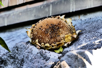 Dry Sunflower. Ripened Sunflower in Harvesting Time. Raw Seeds in Sunflower.