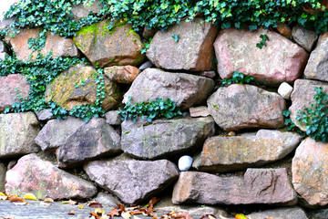 Leaves of ivy covering old gray-red stone wall. Old stone Wall. Green ivy leafs on a gray-red stone wall background. Green ivy leaf background