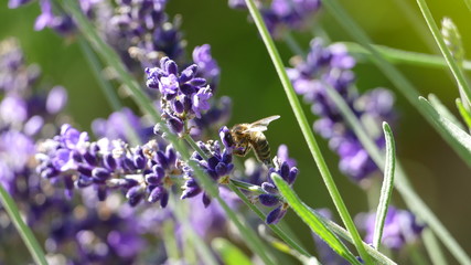 Lavender field with bees. Close-up