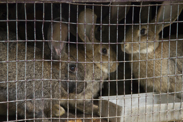 Obraz premium Rabbit in the cage for fattening