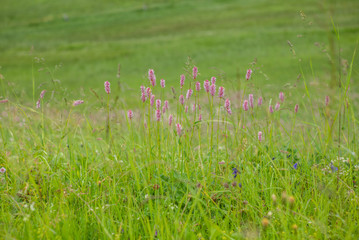 Purple wildflowers on the Swiss Alps