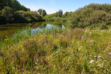 A small lake, a wetland with trees, bushes and a flowering meadow on a summer sunny day.