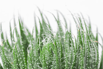 Aloe Vera isolated on white