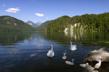  Swan family floating on Lake  on the lake Alpsee in the Bavarian Alps, sunny summer morning. Bavaria, Germany.