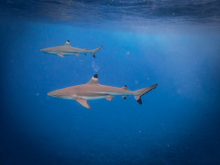 Requins à pointe noire