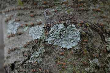 Tree bark with lichen